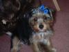 Tucker went to the groomer!!-tucker-032.jpg