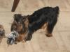 I Ruined My Poor Dog-picture-001.jpg