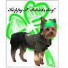 Happy St Paddy's Day-brandi-irish-yorkie.jpg