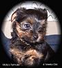 I'm getting my Libby...let the countdown begin!-1-molly-female-6-week-old-4-good-pic.jpg