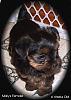 I'm getting my Libby...let the countdown begin!-3-molly-female-6-weeks.jpg