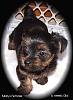 I'm getting my Libby...let the countdown begin!-5-molly-female-6-weeks-old.jpg