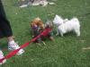 Hefner Plays with Yoda!-wags-wishes-013.jpg