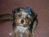 Yorkies There so cute!!!-tucker-033.jpg