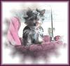 Yorkies There so cute!!!-web-dazzle-son-010.jpg