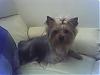 Hello everyone I'm a newbie to YorkieTalk.com & I was wondering....-dexter.jpg