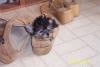 Yorkies There so cute!!!-roxy-shoe-2-web.jpg