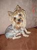 They Shaved My Baby!!-dsc00106.jpg