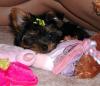 Yorkies There so cute!!!-faith4.jpg