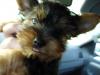 Yorkies There so cute!!!-smaller3.jpg