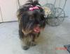 Yorkies There so cute!!!-coco-135.jpg