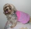 Yorkies There so cute!!!-dressy-girl.jpg