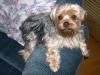 Yorkies There so cute!!!-my-recliner-now.jpg