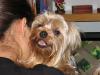 Yorkies There so cute!!!-sammi-smiling.jpg