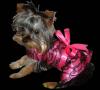 Yorkies There so cute!!!-web-pink-lace-chloe.jpg