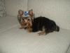 Yorkies There so cute!!!-gaby-couch.jpg