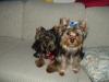 Yorkies There so cute!!!-pebbles-gaby-couch.jpg