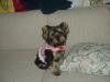 Yorkies There so cute!!!-pebbles-couch-pink-harness.jpg
