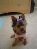 Yorkies There so cute!!!-4th-july.jpg