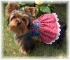 Yorkies There so cute!!!-maddiepaisley.jpg