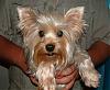 Milo my brown Yorkie-resize-feb-07-lilly.jpg