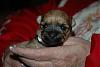 Puppy Pictures!!!-izzy2.jpg