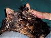 Puppy Pictures!!!-picture-047-600-x-450-.jpg