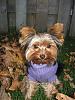 Dogs are dressed up :) Plz post pics-fall-001.jpg