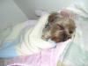 Yorkies in your bed thread!!!-4829e17f.jpg