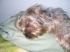 Yorkies in your bed thread!!!-lilsleepingsam.jpg