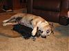 What now? People that own big dogs and Yorkies HELP!-sheeba-cuddling-truffles.jpg