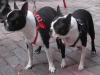 Buddy Belt-bostonterriers-resized.jpg