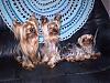 How many yorkies do you have?-p3250129.jpg