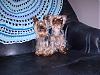 How many yorkies do you have?-p3250140.jpg