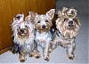 How much did you pay for your yorkie?-2-trio.jpg