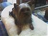 pics of under 10 pound yorkies please-harry3.jpg