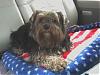 pics of 10 pound yorkies or over-paris.jpg