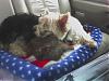 pics of 10 pound yorkies or over-amyandparis.jpg