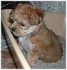 finally!!!!!!!!!!!!!!-litter-box-morkie-image-1..jpg