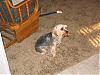 pics of 10 pound yorkies or over-cody-after-cut-001.jpg