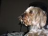 pics of 10 pound yorkies or over-img_4332.jpg