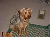 pics of 10 pound yorkies or over-px0iqeb3.jpg