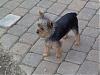 Update:  Is this a Yorkie?-bijou32707a.jpg