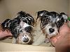 Rub-a-dub-dub two sad yorkies in a tub...-ceiba-ace-bath.jpg