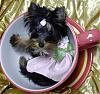 We have the TEAPOT Thread...Any Tinies ?-jewelina8.jpeg