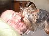 Help in choosing a Yorkie *if we do*.-seanlillie1.jpg