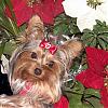 Soon to Be Yorkie Mom- Need Help!-xmaslillie.jpg