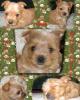 Spoke with AKC today in re: Red Puppy Litter-mercedes2.jpg