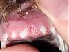 Jewelina lost her first tooth!-after.jpeg