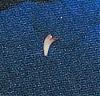 Jewelina lost her first tooth!-tooth.jpg
